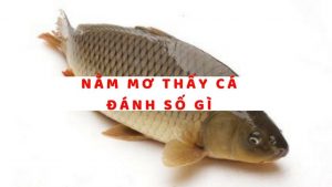 Các trạng thái cá luôn bí ẩn